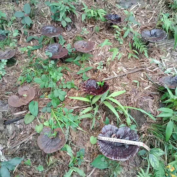 凱豐合作種植基地