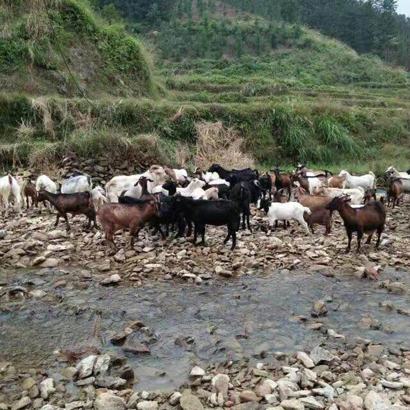 凱豐合作養殖基地